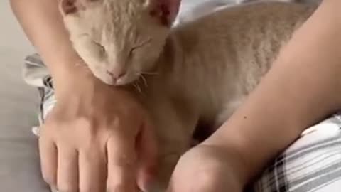 Caty cat funny 🤣
