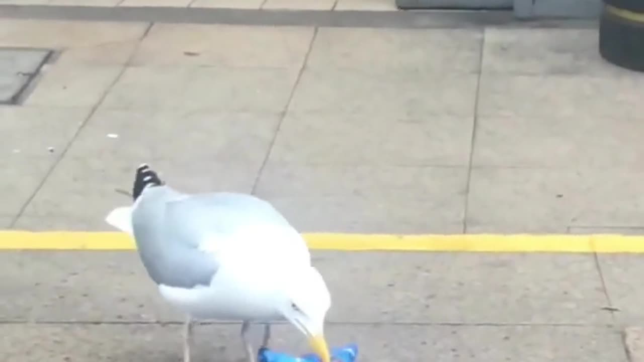 Naughty Seagulls stealing Potato Chips and Sandwiches 🤣