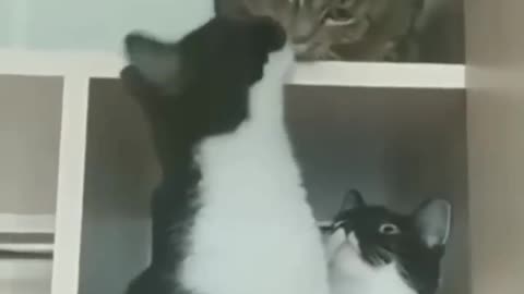 Cat 😺 funny video