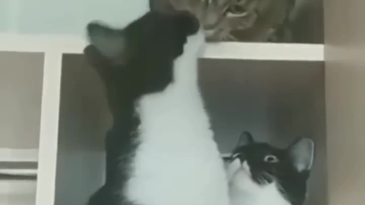 Cat 😺 funny video