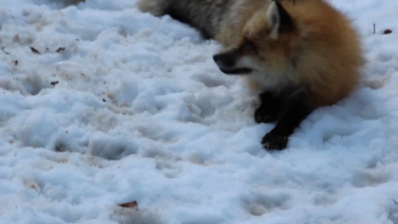 Cute Fox Makes Excited Squeak In Snow