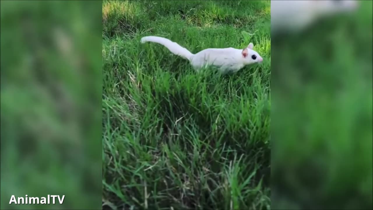 SUGAR GLIDERS Flying - Funny & Cute Compilation