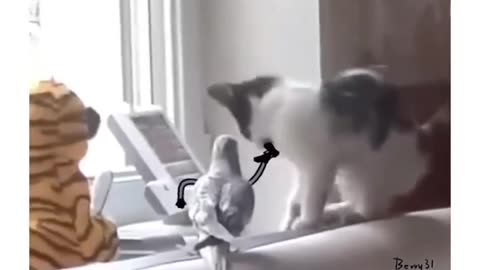 Funny Cat video