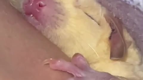 sleeping cute animal