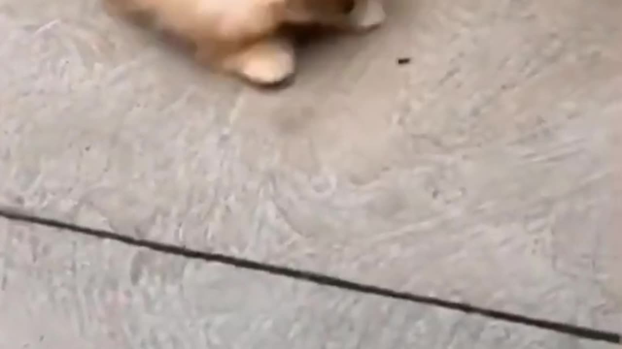 Funniest Cute puppy Playing with Friend