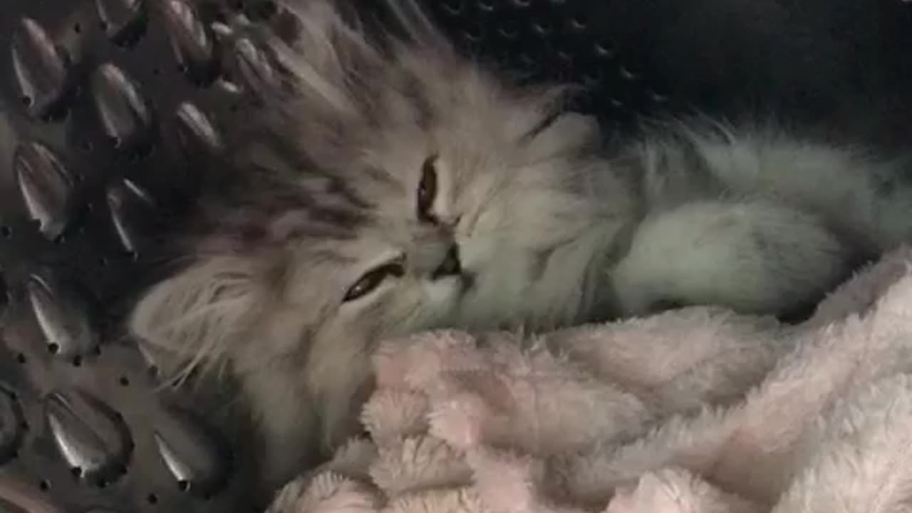 Kitten Finds a Cooler Place to Sleep