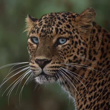 "Glimpsing the Majestic: Witnessing the Blue Moon Rise in Leopard Eyes"