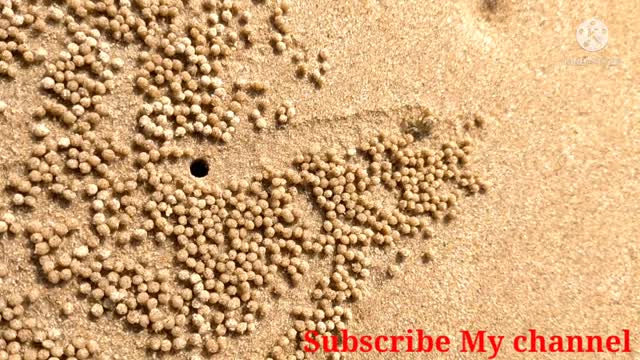 A BABY Crab 🦀 Creating Sand Balls