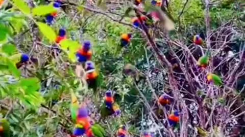 Unheard Lovely Voices Of Beautiful Birds #shorts #viral #shortsvideo #video