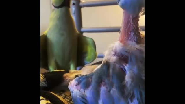 funny parrot video
