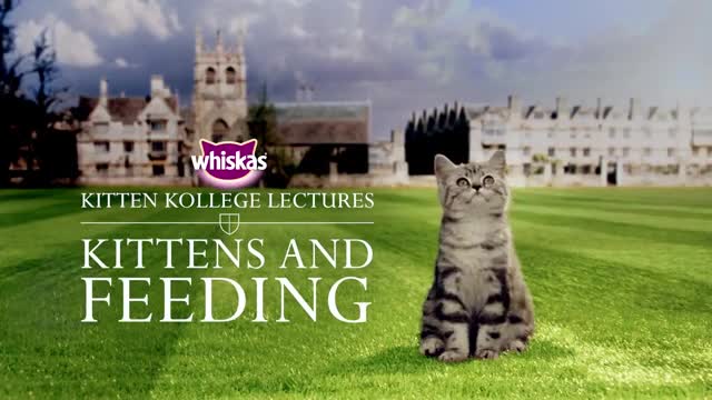 Kittens and Feeding - What Do Kittens Eat_ How Much and How Often _ Kitten Kolle_1