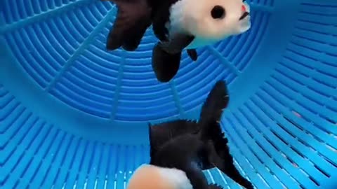 <> PANDA GOLDFISH <>