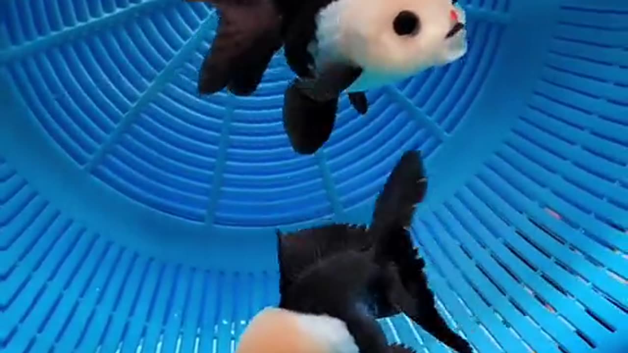 <> PANDA GOLDFISH <>