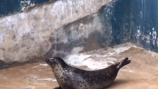 The dolphins