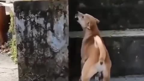 Monkey and dog funny video