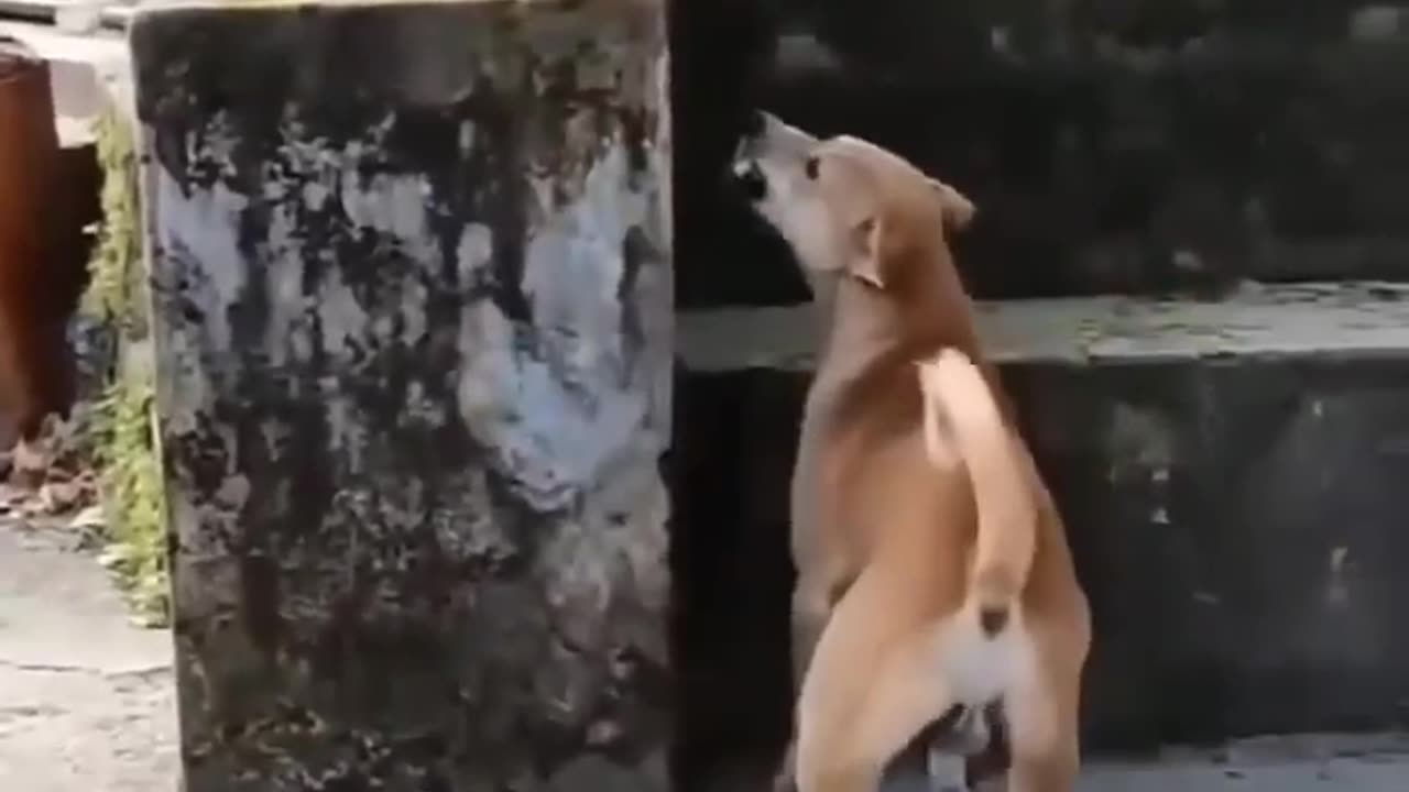 Monkey and dog funny video