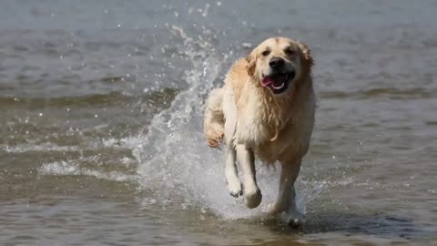 Dog running on beach 🐕