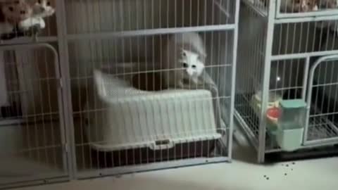 When my friend was not at home and asked me to help her feed the cats