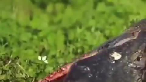 Gator Cracks Turtle Shell