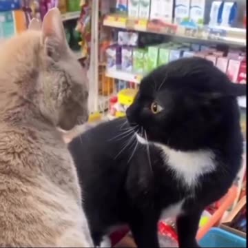 Boy cat's 🐈 are talking about girlfriend's 🤣 Joy Funny Factory