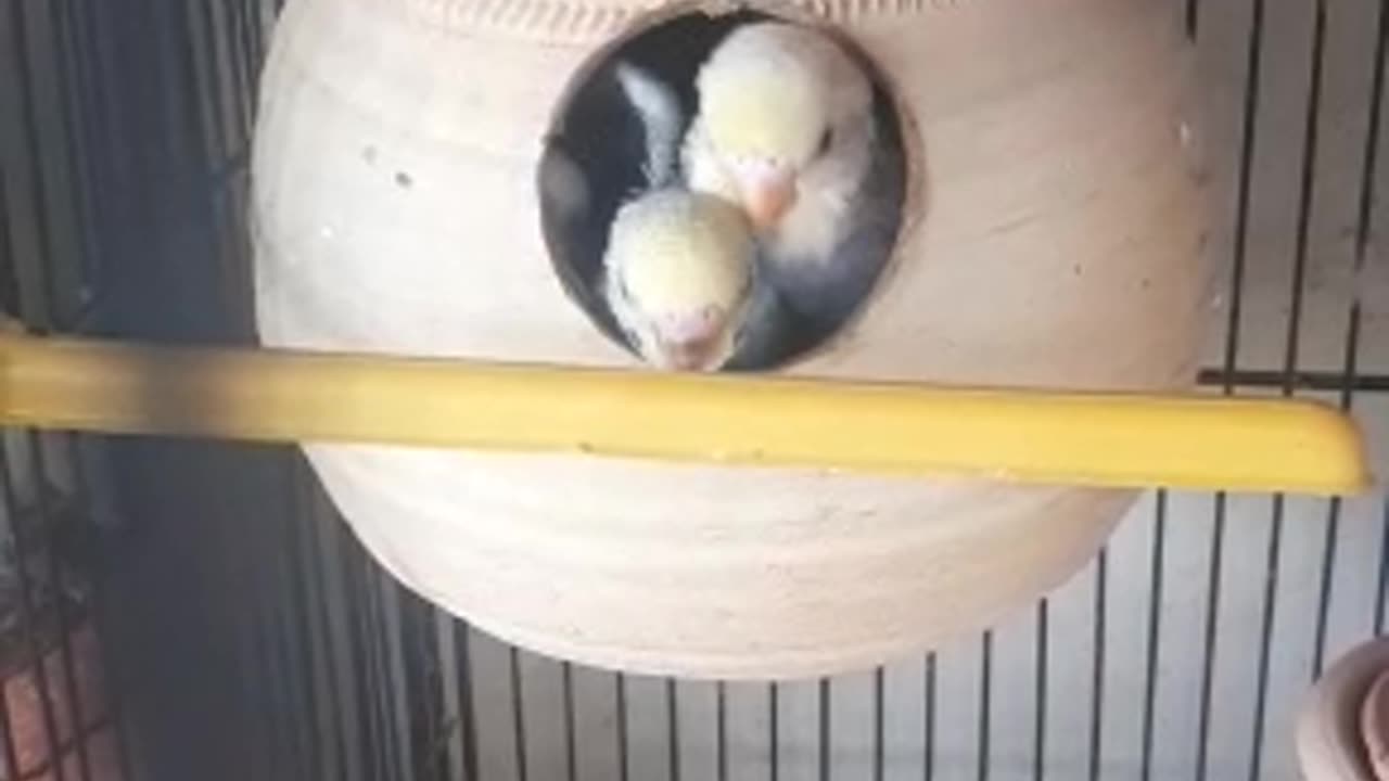 Budgerigars - Chicks