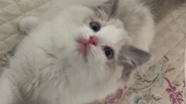 Happy kittens are free