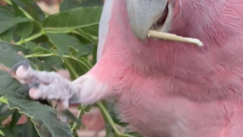 Pink cockatoo eating leafs