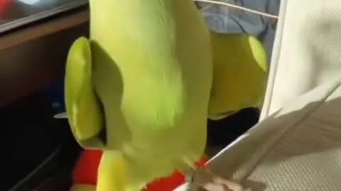 TOO FUNNY ~PARROT DANCING AND SINGING 🍪 COOKIE!