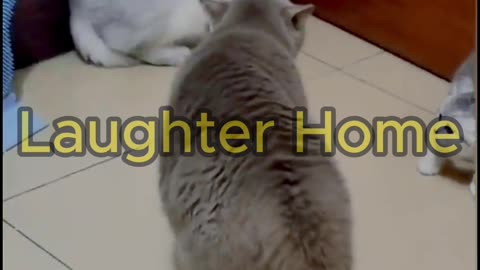 Funny Cats Action