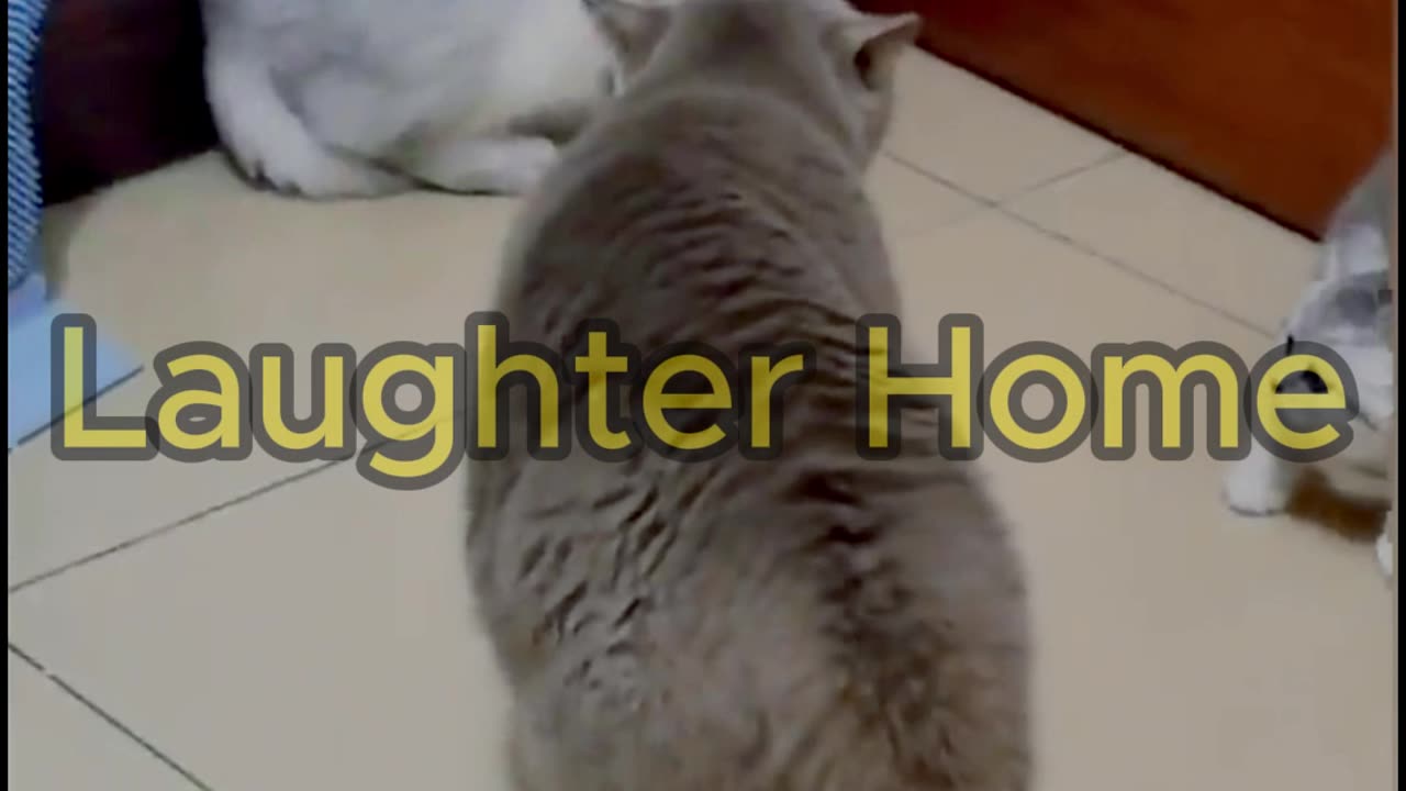 Funny Cats Action