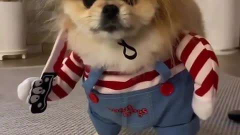 # Am I cute? #Thank you for your attention