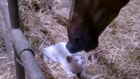 The horse licks the cat