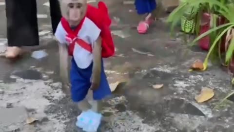 Monkey 🐒
