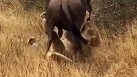 cows vs lions 🦁 wildlife animal