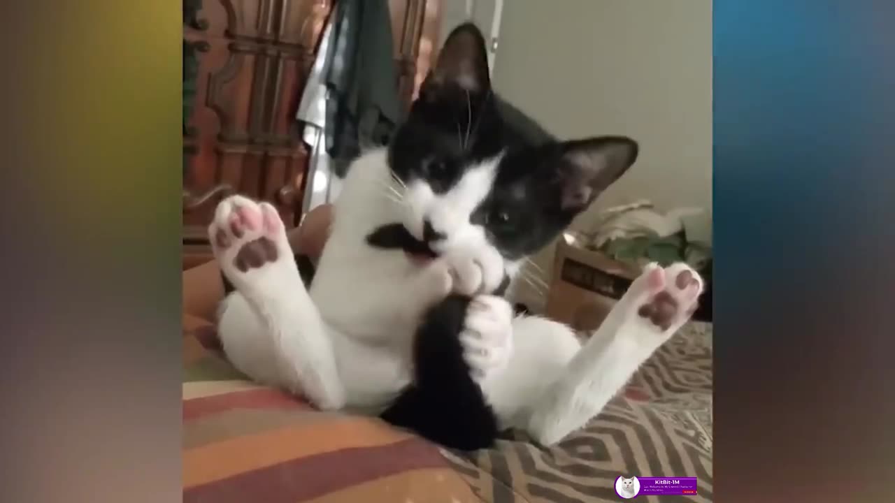 Funny Animal Videos II Funny Cat Videos.