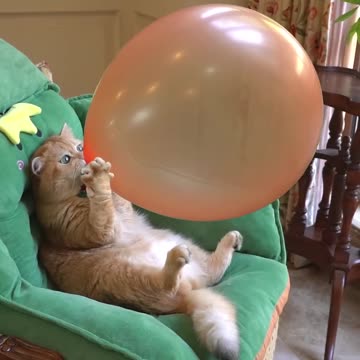 Boom, Scared me! #funny_cats_videos