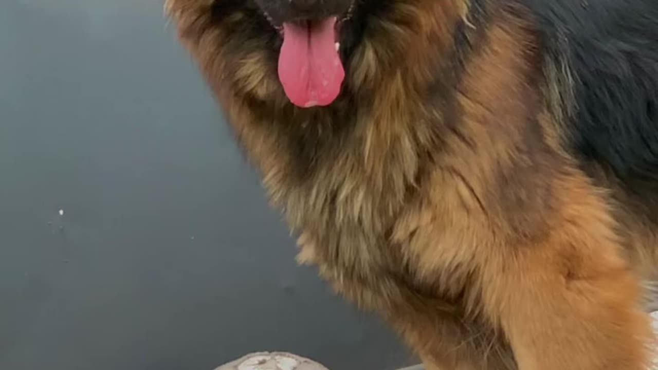 Oreo The GERMAN SHEPHERD #dog #pet #viral #funny #slowmo