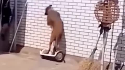 funny animal videos