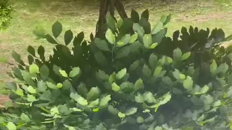 Vlog one of my favorite trees 🌳 ❤️ #shorts