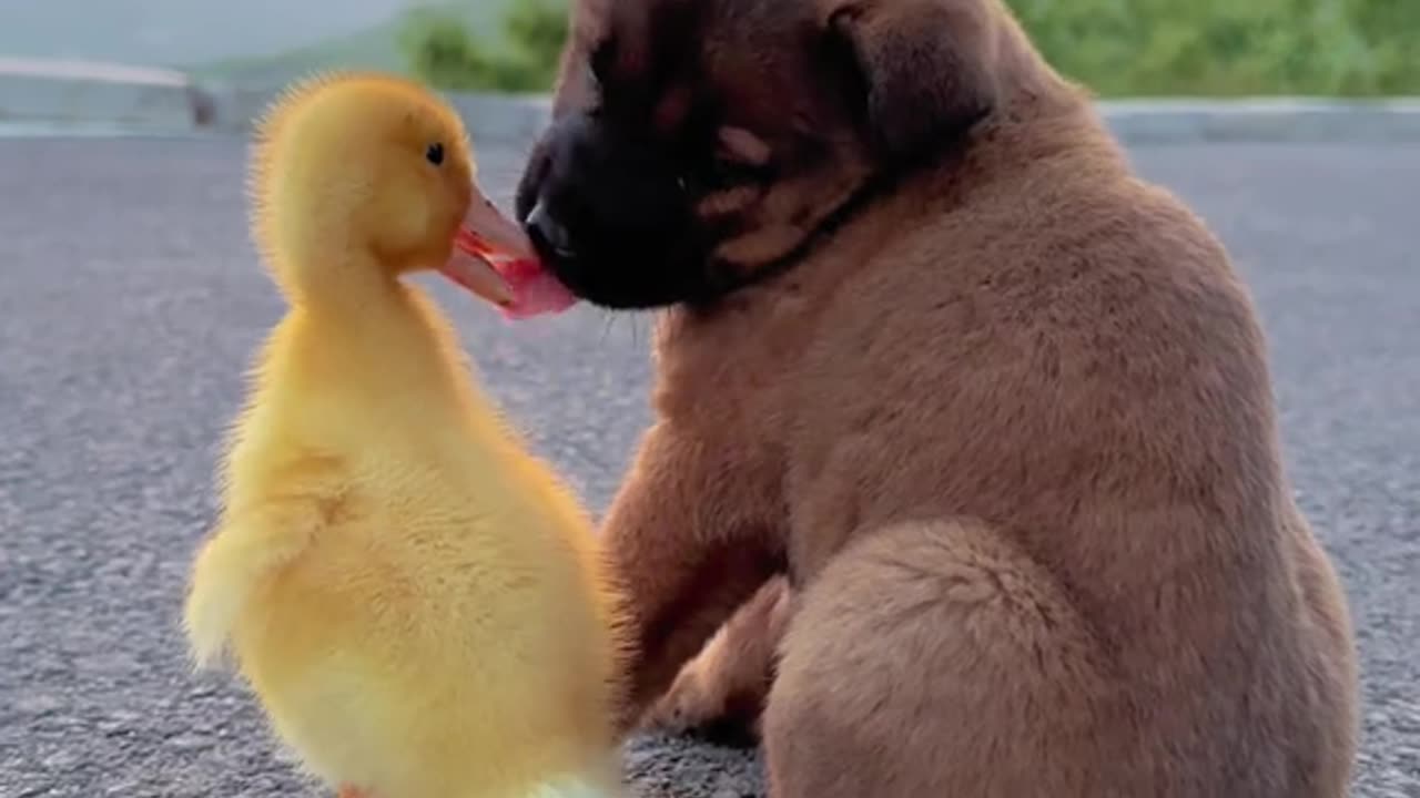 Dogs and Ducks Friendship vedio