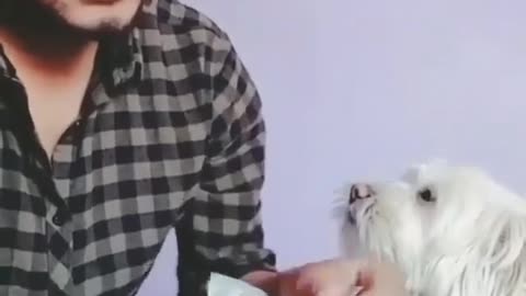 cute and funny dog and his partner counting money