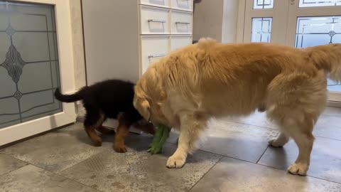 Golden Retriever doesn't want to share his toys with German Shepherd Puppy