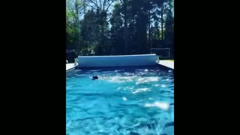 Dog Catch Challenge under swimming pool