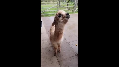 FUNNY Animal Videos Funny videos