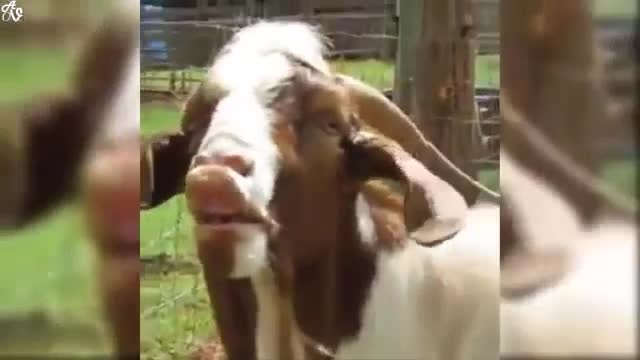 lol goat