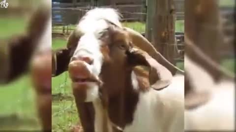 lol goat