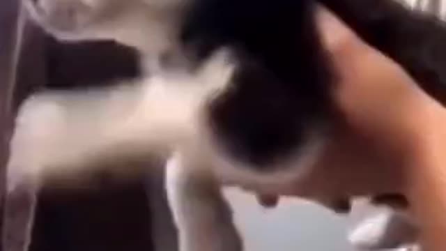 Funny Animal Videos 2021