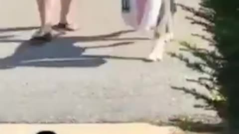 animals funny video