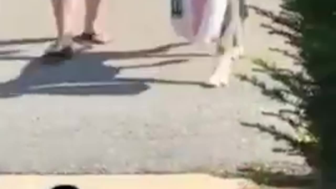 animals funny video