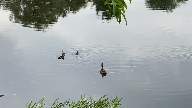 Mother and ducklings